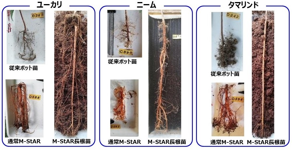 スライド7_育苗容器ごとの根の発達（全て約6ヶ月育苗時点）.JPG