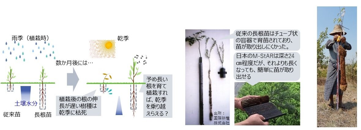 長根苗写真_四国化工様用_JIFPRO柴崎様四国化工編集.jpg