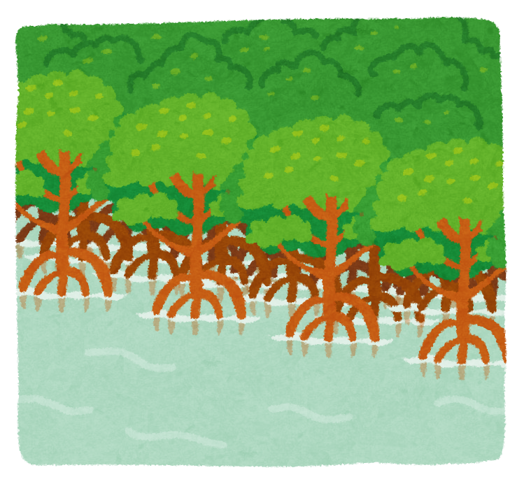 mangrove_hayashi.png